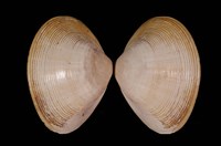 藏品(中華馬珂蛤)的圖片